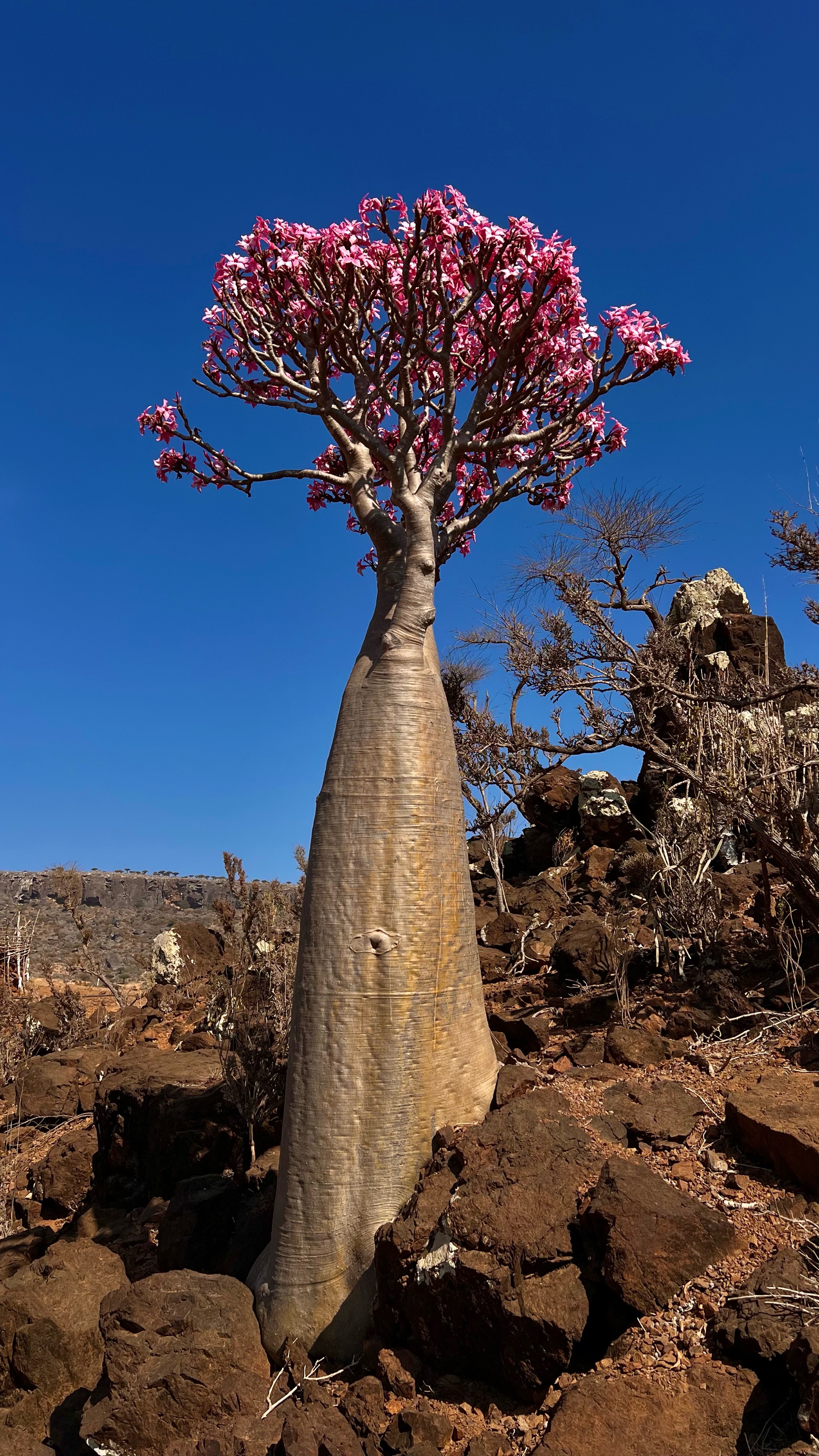 Socotra bottle tree landscape