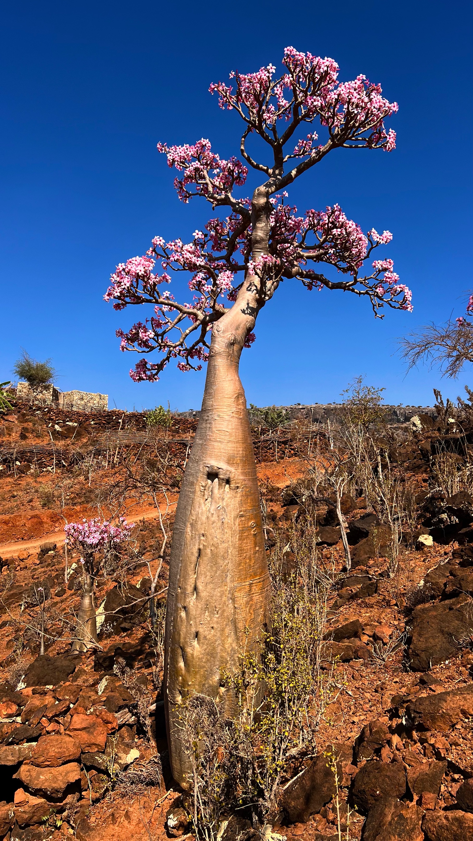 Socotra bottle tree
