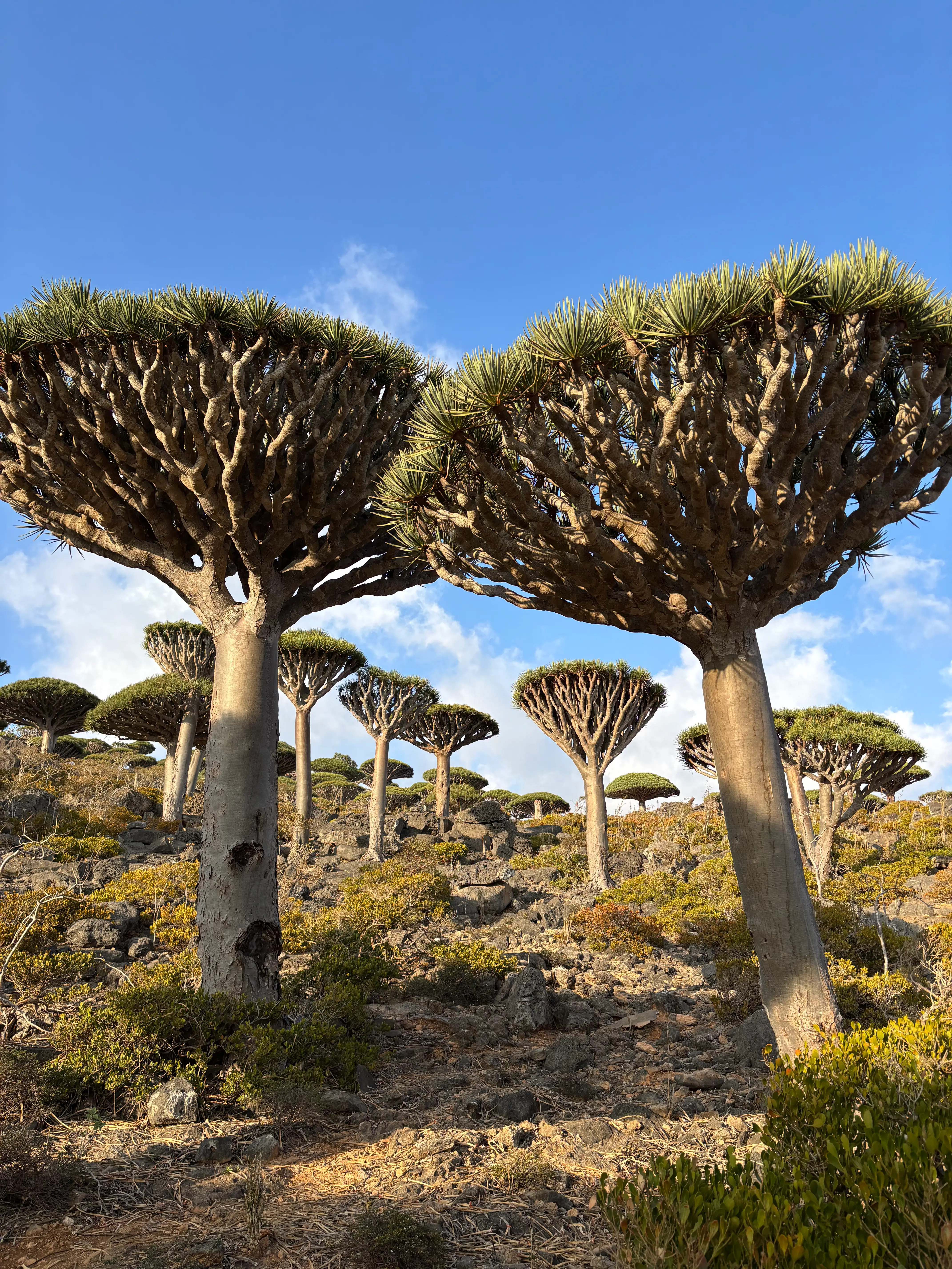 Socotrana Tours Travel Team in Socotra Island