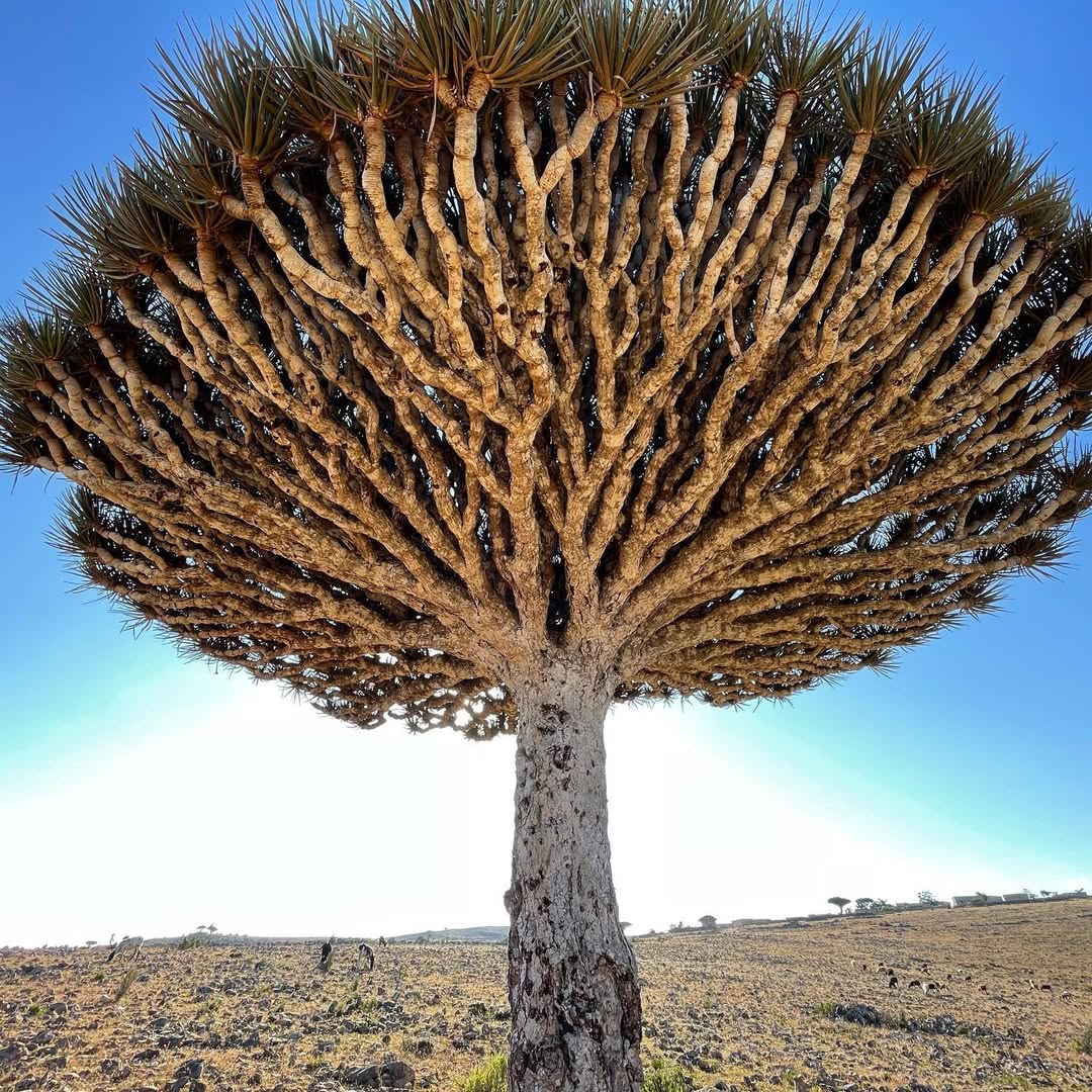 Dragon Blood Tree of Socotra