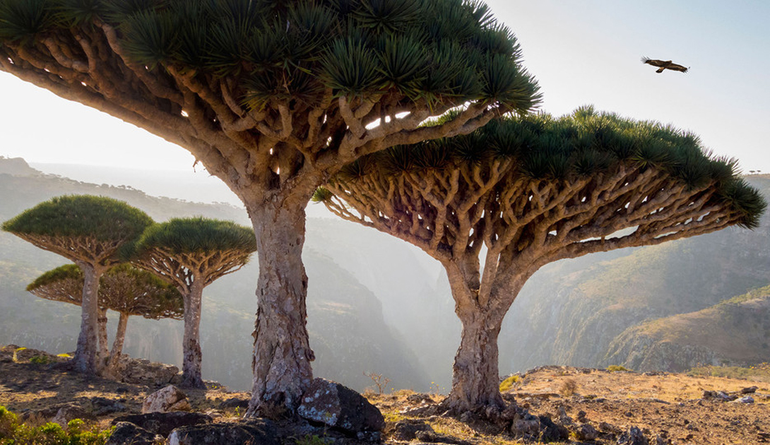Dragon blood trees